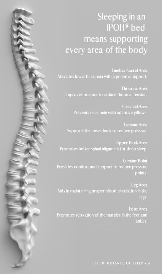 Human Spine Illustration